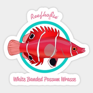 White Banded Possum Wrasse Sticker